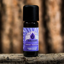 Olejek lawendowy |lawenda wąskolistna Lavandula angustifolia