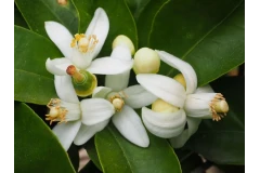 Hydrolat Neroli - woda z kwiatów gorzkiej pomarańczy