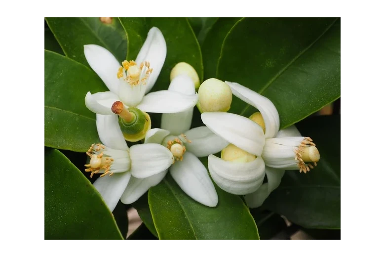 Hydrolat Neroli - woda z kwiatów gorzkiej pomarańczy